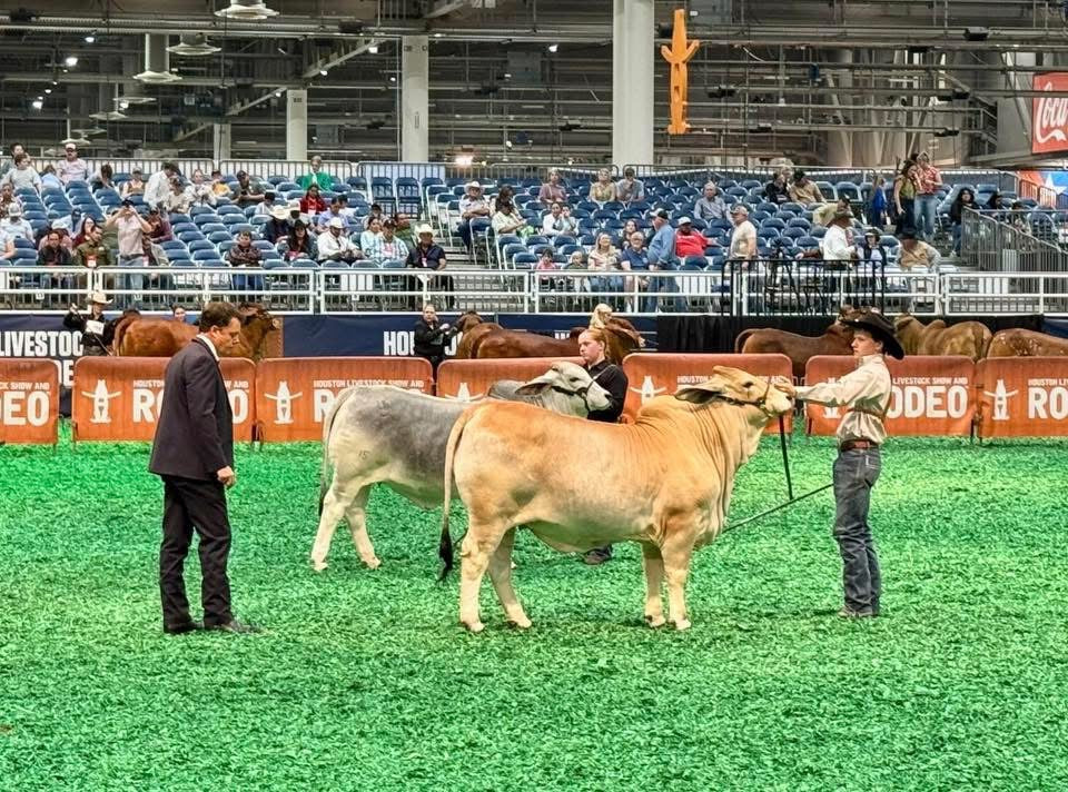 Cattle Rodeoi Frontier Rodeo Cattle Co. Class Champion Spring Heifer Calf HLSR ...