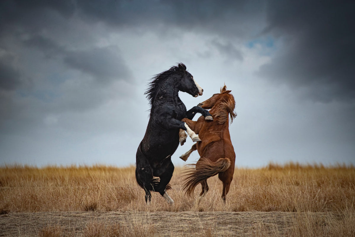 About – Frontier Rodeo Company